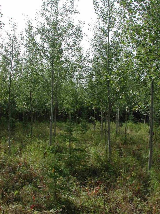 A. CC, plant spruce and tend Precommercial thin aspen (age