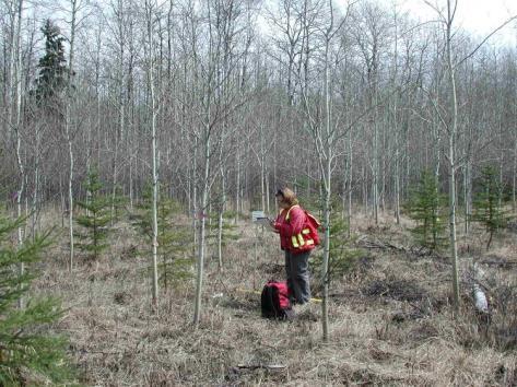 Spruce rcd (age 20) (cm) Spruce growth increased by precommercial thinning to