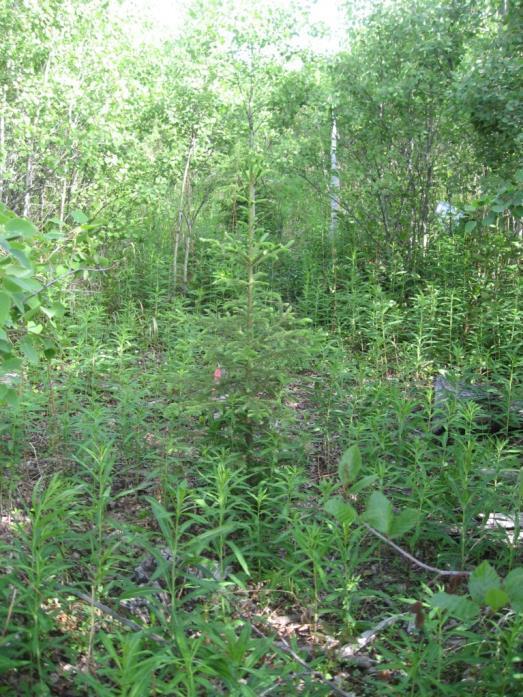 A. CC, plant spruce and tend Spot treatments for mixedwood stands Tend 1-2 m around low to moderate density of planted spruce (chemical site prep, herbicide or manual/motor manual) Retain aspen