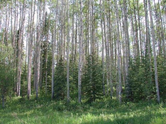 B. Manage extended rotation with CT to remove aspen, and clearcut for final harvest ( Understory Protection ) Remove