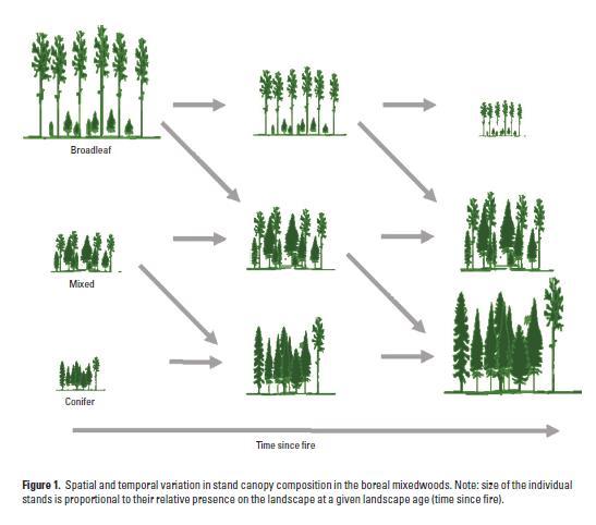 Post-disturbance (fire, clearcut) successional trends upland mesic sites in western