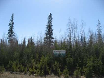 Natural regeneration of white spruce Natural regeneration is possible today but variable Cutblocks must be smaller, seed trees <200 m apart, in
