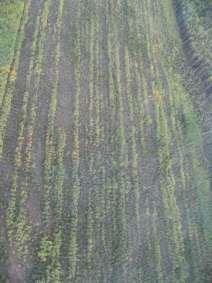 show good spruce growth response Aerial