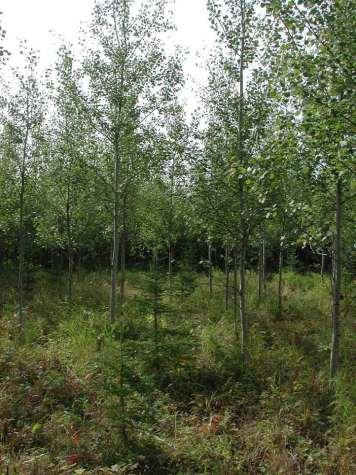 Plant spruce and precommercial Reducing amount of aspen can improve spruce growth thin aspen (age >4) Retaining