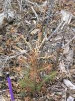 Using Aspen as a nurse crop for young white spruce: Aspen