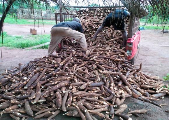 High dry matter which is positively, related to starch and crucial for cassava chain development.