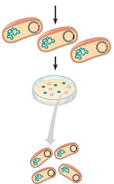 4 Introduce the DNA into bacterial cells that have a mutation in their own lacz gene. Recombinant bacteria 5 Plate the bacteria on agar containing ampicillin and X-gal. Incubate until colonies grow.