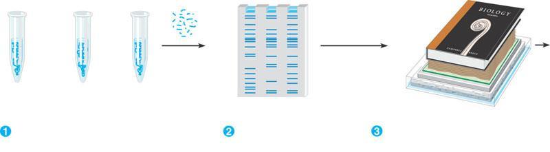 Southern blotting of DNA fragments APPLICAION Researchers can detect specific nucleotide sequences within a DNA sample with this method.