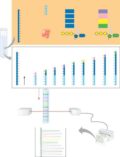 Dideoxy chain-termination method for DNA Primer (template strand) 3 5 sequencing DNA APPLICAION he sequence of nucleotides in any cloned DNA fragment up to about 800 base pairs in length can be
