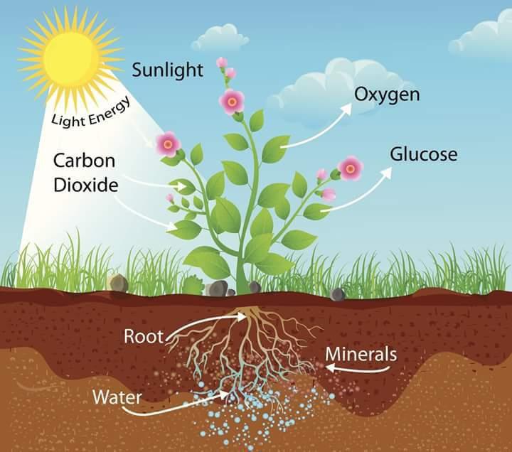 Carbon dioxide (CO) Carbon dioxide is a resource at its natural level of 0.