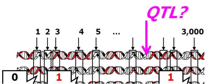 Interval mapping [Lander and Botstein, 989] onsider any one position in the genome as the location for a putative QTL. For a particular mouse, let z = / if (unobserved) genotype at QTL is B/.