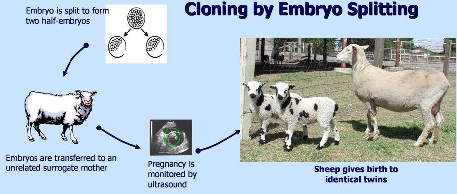 Cloning by embryo