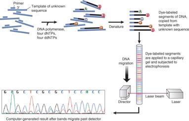 3.7 DNA Sequencing Chain termination sequencing uses dideoxynucleotides (ddntps) to terminate DNA synthesis at particular nucleotides.