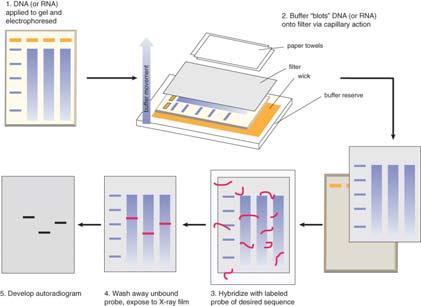 3.9 Blotting Methods Southern blotting involves the transfer of DNA from a gel to a membrane, followed by detection of specific sequences by hybridization with a labeled probe. Figure 03.