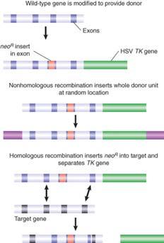 3.12 Gene Knockouts and Transgenics An endogenous gene can be replaced by a transfected gene using homologous recombination.