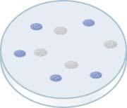Blue/white selection allows the identification of bacteria that contain the vector plasmid and vector plasmids that contain an insert. Figure 03.