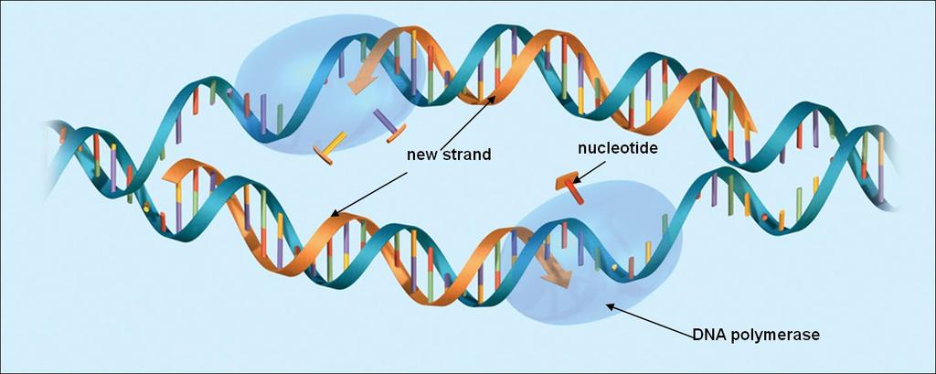 How does DNA replication happen?