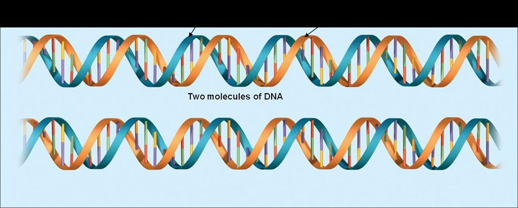 How does DNA replication happen? End Result: Two new DNA molecules, each made up of one strand of the original DNA molecule along with a newly formed matching strand.