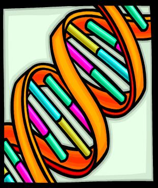 DNA Structure NITROGEN BASES: Held