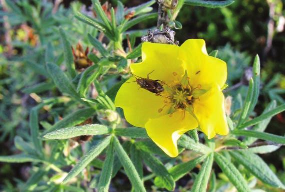 Work Plan 2016-2021 Cinquefoil Photo: Canadian Wildlife Service, D. Mulders Priorities of the GNWT 18th Assembly include fostering healthy families and creating opportunities for healthy lifestyles.