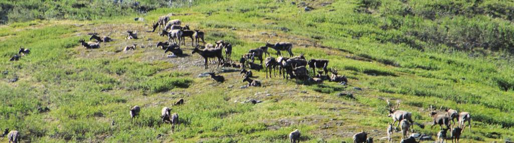 Moving Forward with Conservation Network Planning Caribou Moving forward, conservation network planning is an important piece of the overall land management regime for the NWT.