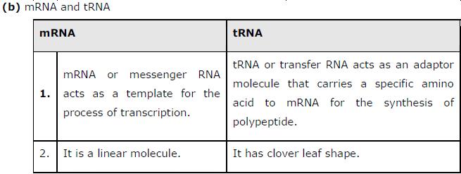Question 9: List two essential roles of ribosome during translation. Answer The important functions of ribosome during translation are as follows.