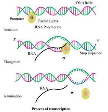 Question 13: Briefly describe the following: (a) Transcription (b) Polymorphism (c) Translation (d) Bioinformatics Answer (a) Transcription Transcription is the process of synthesis of RNA from DNA