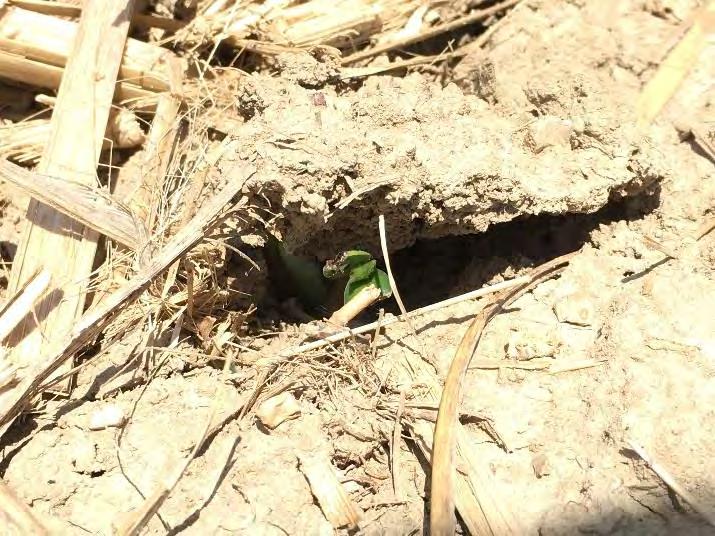 Figure 3: May 30, Beans fighting to emerge through crusted soils and heavy residue.