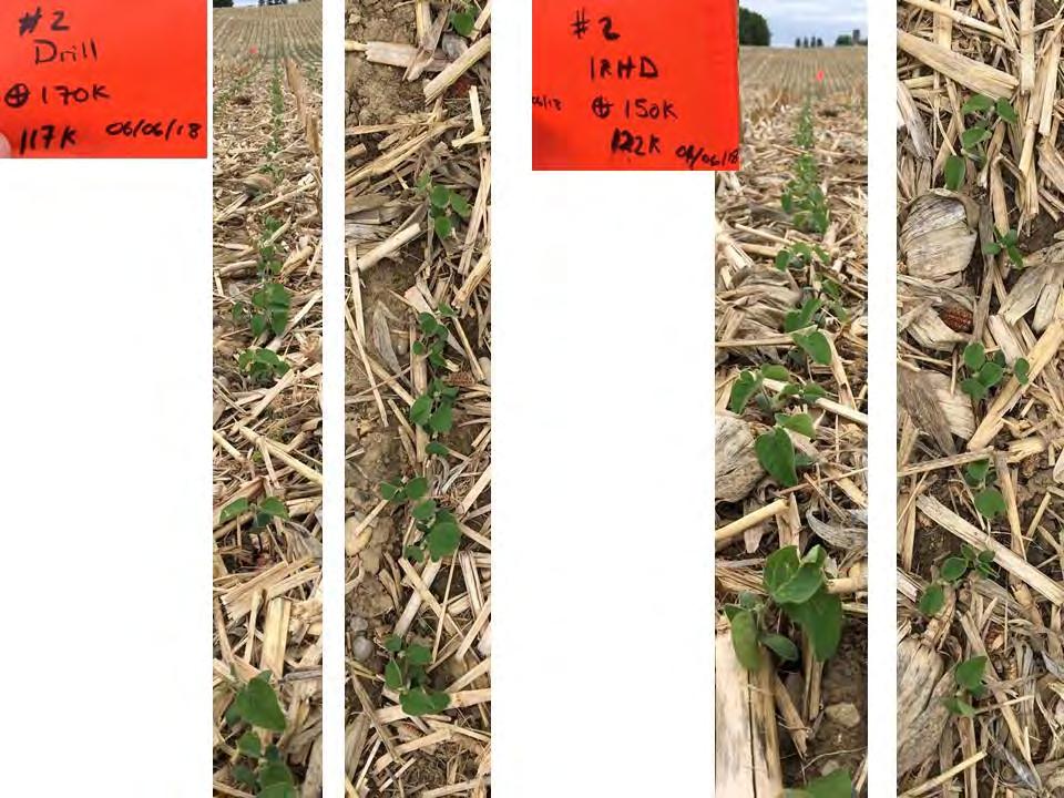 June 13, 2018 Figure 4: Example of Side by Side Comparison of two treatments. The Orange photo shows the Treatment Type, the target rate applied, and the actual plants emerged on June 6.
