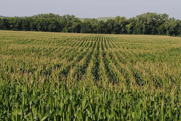 Non-Irrigated Corn in Northeast Kansas KFMA Enterprise Records: Years 2012-2017 Years