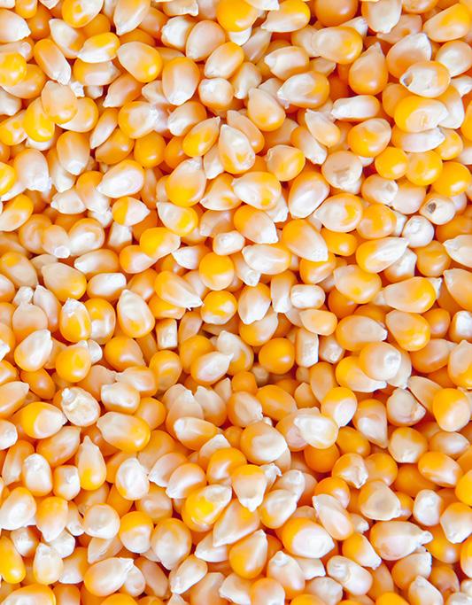 s ct u d ro p Co Sunflower kernel and rapeseed Meal Cereal co-products Microcomponents Sunflower kernel and rapeseed products result from processing sunflower kernels and