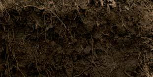 soil borne diseases throughout the mound. To learn more, visit SyngentaUS.com/Elatus 2016 Syngenta.