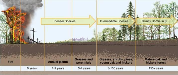 Ecological Succession (2) 10 Two types of ecological succession: PRIMARY SECONDARY Secondary succession