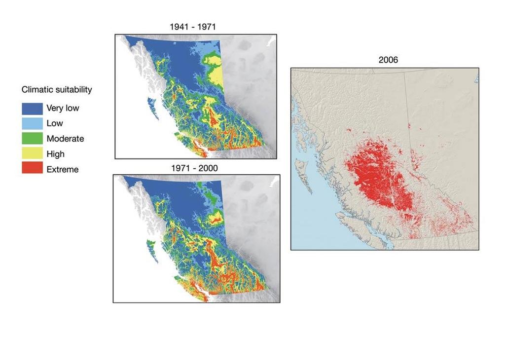 (Left) Historical distributions of climatically suitable habitats for the mountain pine beetle (MPB) in British Columbia (adapted from Carroll et al., 2004).