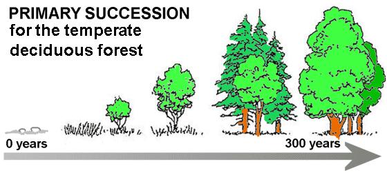 Ecological Succession (1) 9 Plant species assemblages: collection of species living together suited to a location s biotic and abiotic