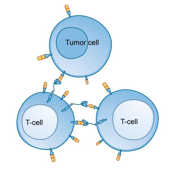 18 UCARTs Expanding Tumor Target Space Taking Gene-Edited CARTs one step ahead Targets expressed on T-Cells Surface Gene must be KO from T-Cells to prevent cross