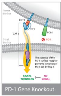 T-Cells are resistant to Clofarabine TALEN based PD1 KO