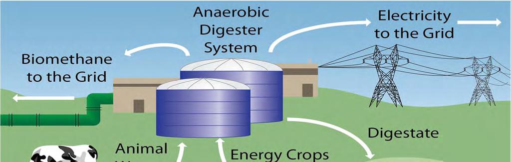BIOGASDONERIGHT: PRODUCING FEED AND BIOGAS FEEDSTOCK THROUGH SEQUENTIAL CROPPING