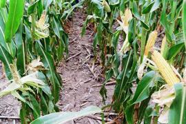 Monsanto Field Trial of Corn with Drought Tolerance Gene on Right
