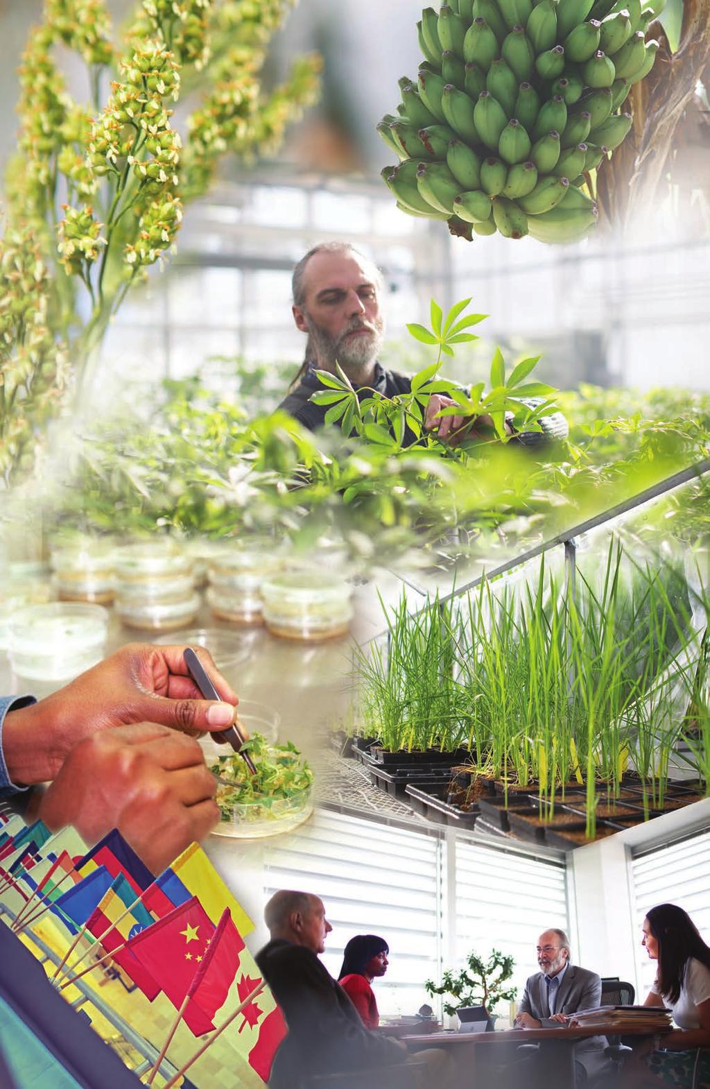 SCIENTISTS MADE 100 CANDIDATE PLANT VARIETIES TO