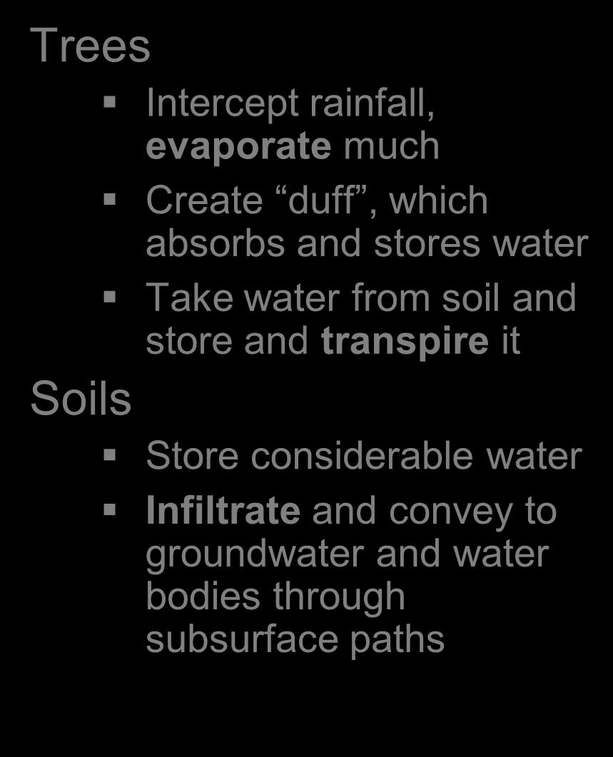 and stores water Take water from soil and