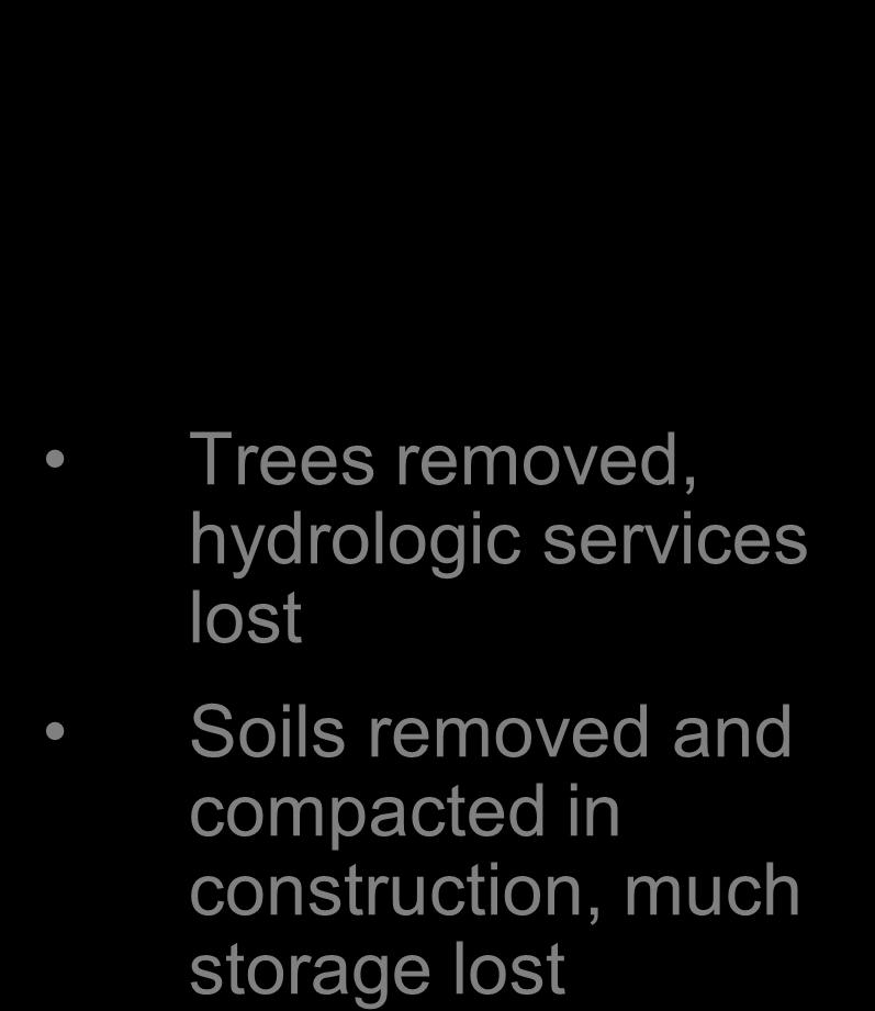 Urban Hydrology Trees removed, hydrologic services lost