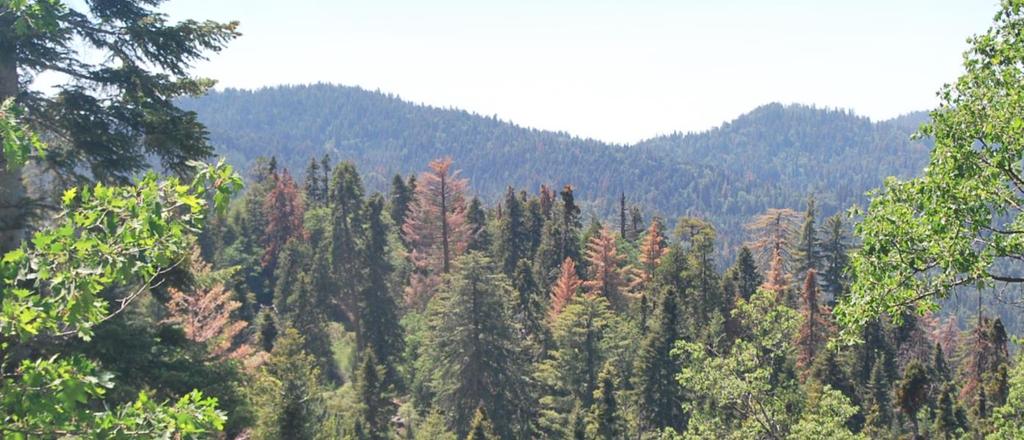 In the upper elevations and on all districts, it is sugar pines and white firs displaying the most recent mortality as a result of drought conditions.