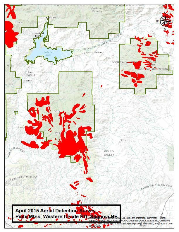 Kernville Ranger District Mortality in this large district could be considered higher than the others due to the inclusion of pinyon and gray pine mortality in the lower elevations.