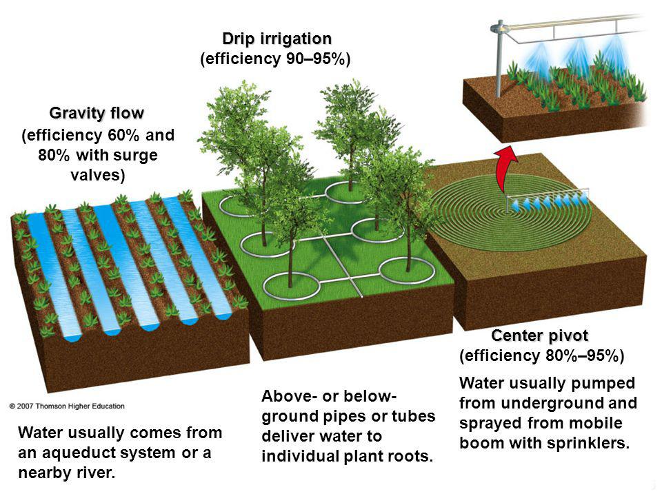 or fertilizer are not necessary, as the plant needs to acclimate to the soil in which it is planted.