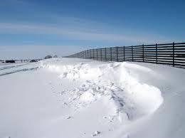 In 1983, Wyoming State Forestry Division and WYDOT, established two experimental living snow fence plantings near Cheyenne.