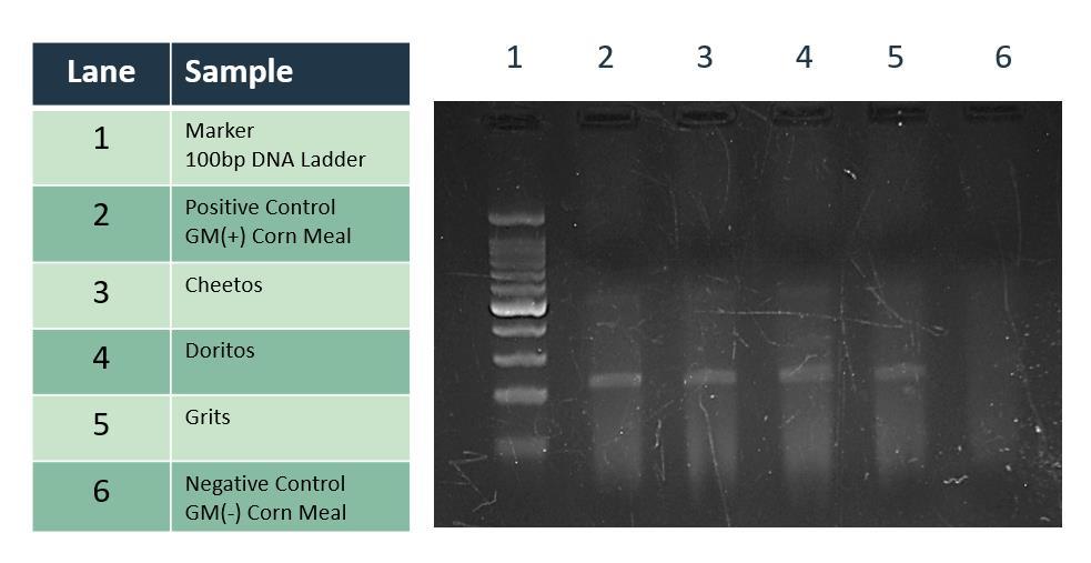 III. Gel Electrophoresis of PCR Reactions (continued) 16.