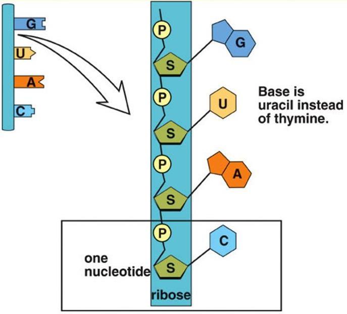 trna (transfer) = delivers proper amino acids to the right site at the right time - matches amino acids to the triplet codes that they match - one end of the molecule has an attachment site for amino