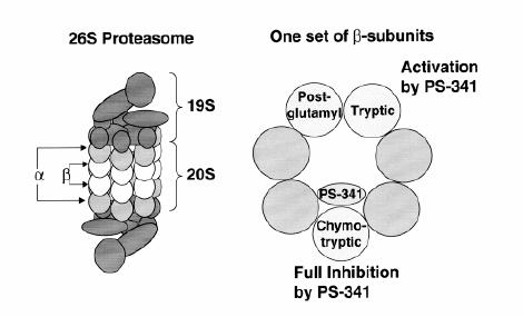 Proteosome Two functional components: 20S core catalytic complex 19S regulatory subunit Ubiquitinated