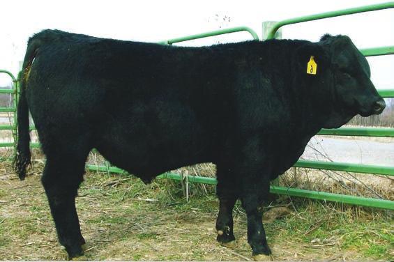 9 Dakota s pedigree includes cattle from four prominent North Dakota and Montana Simmental Ranches. He is a nice Shamwari son that should work well on heifers or cows.